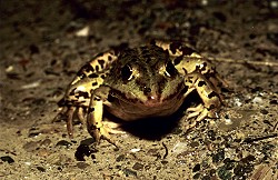 Seefrosch